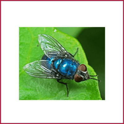 Blow, BlueBottle & GreenBottle Flies