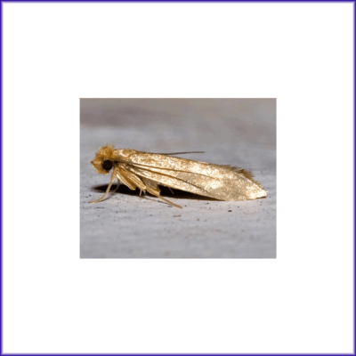 Clothes Moth - Webbing