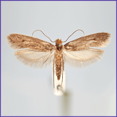 Clothes Moth - Casemaking