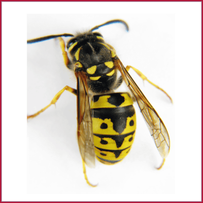 Yellowjacket - German