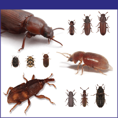 Stored Product Beetles