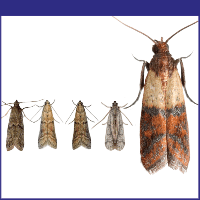 Stored Product Moths