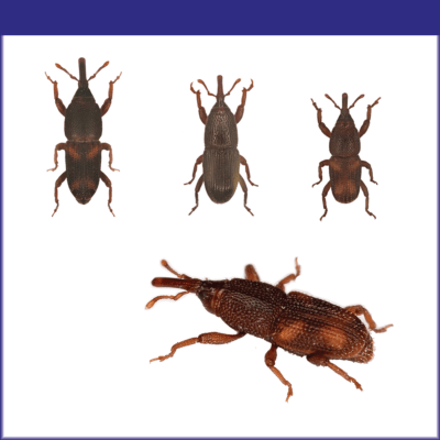 Stored Product Weevils