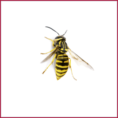 Yellowjacket - Southern