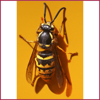 Yellowjacket - Western