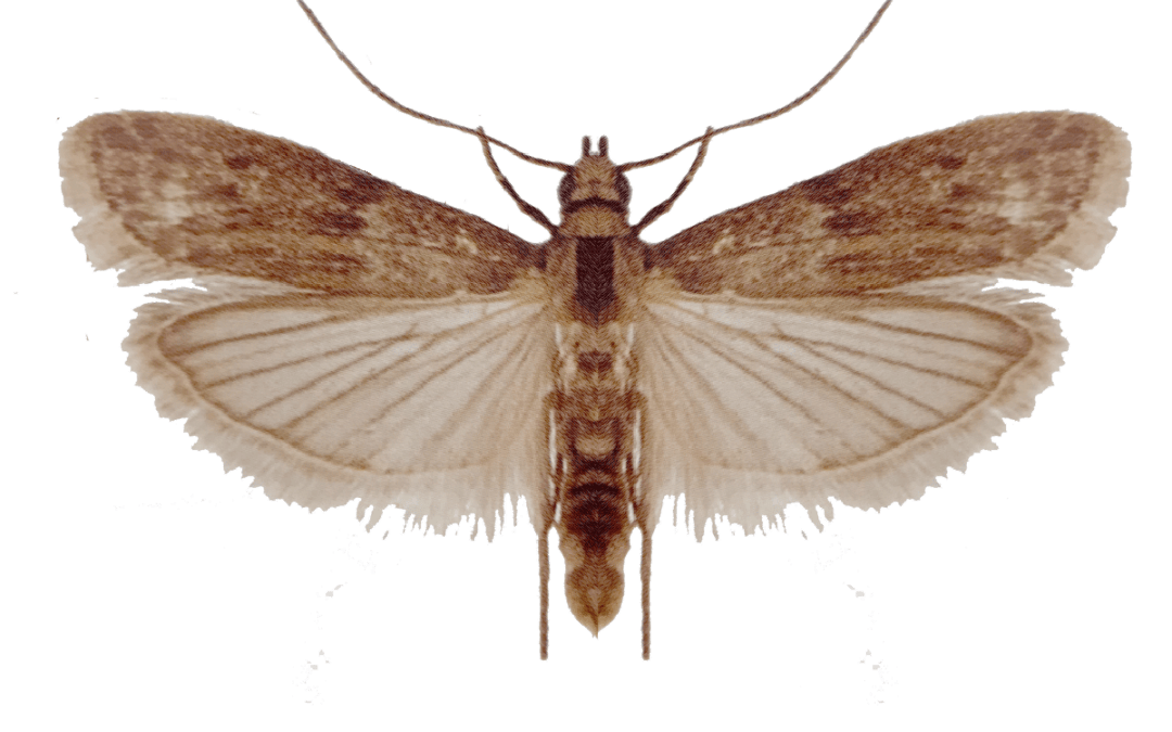 Almond Moth