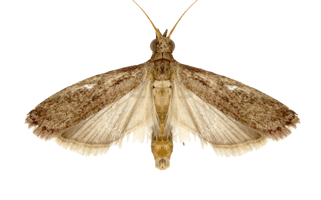 Raisin Moth