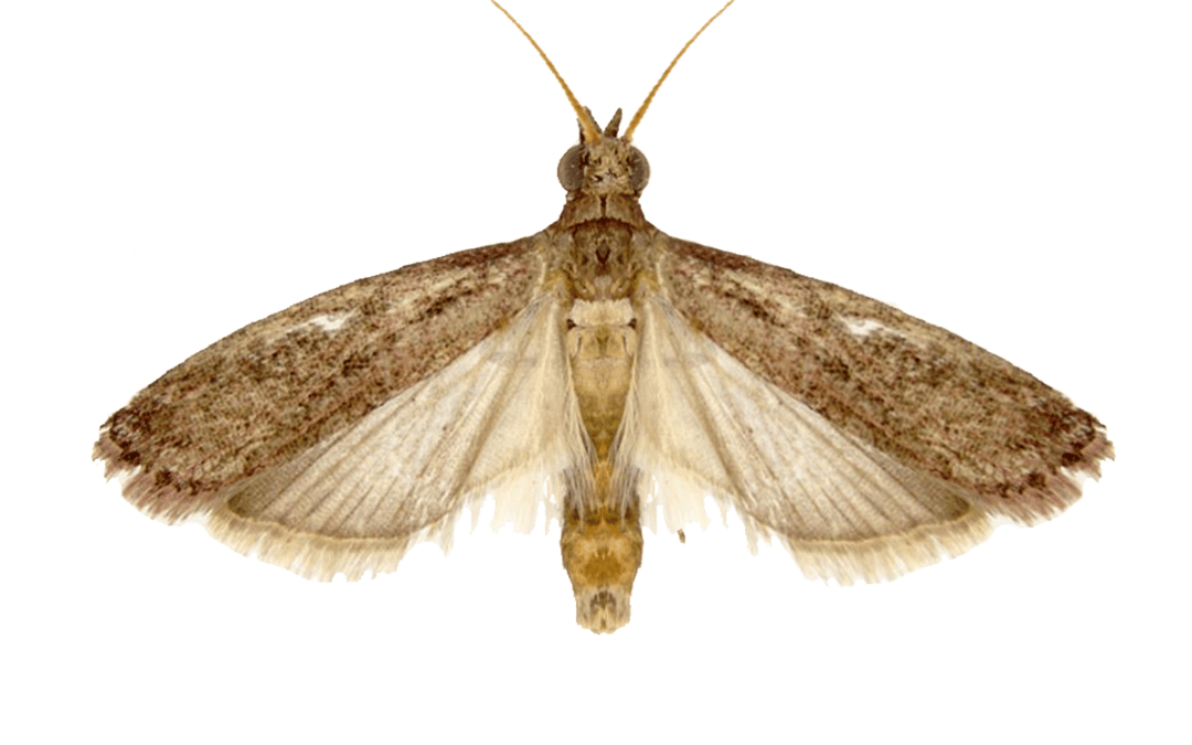 Raisin Moth