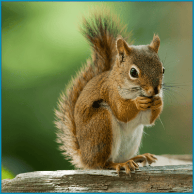 Squirrels/Flying Squirrels/Chipmunks