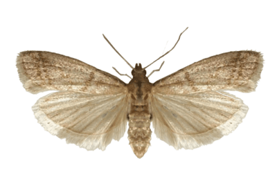 Tobacco Moth