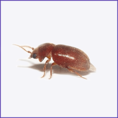 Cigarette Beetle