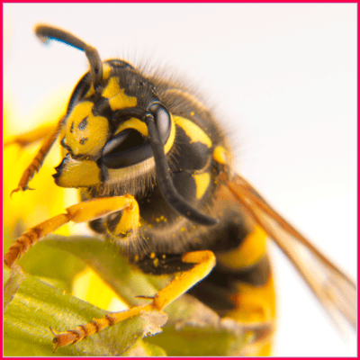 Yellowjacket - Common