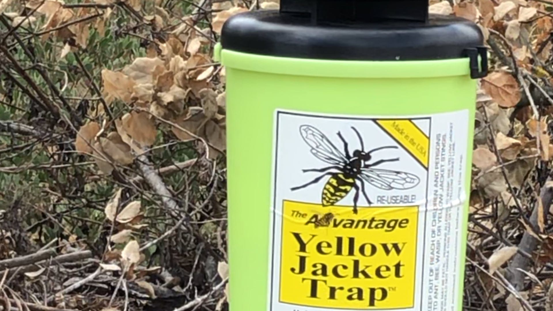 Advantage Yellow Jacket Trap in action - Sonoma County, CA